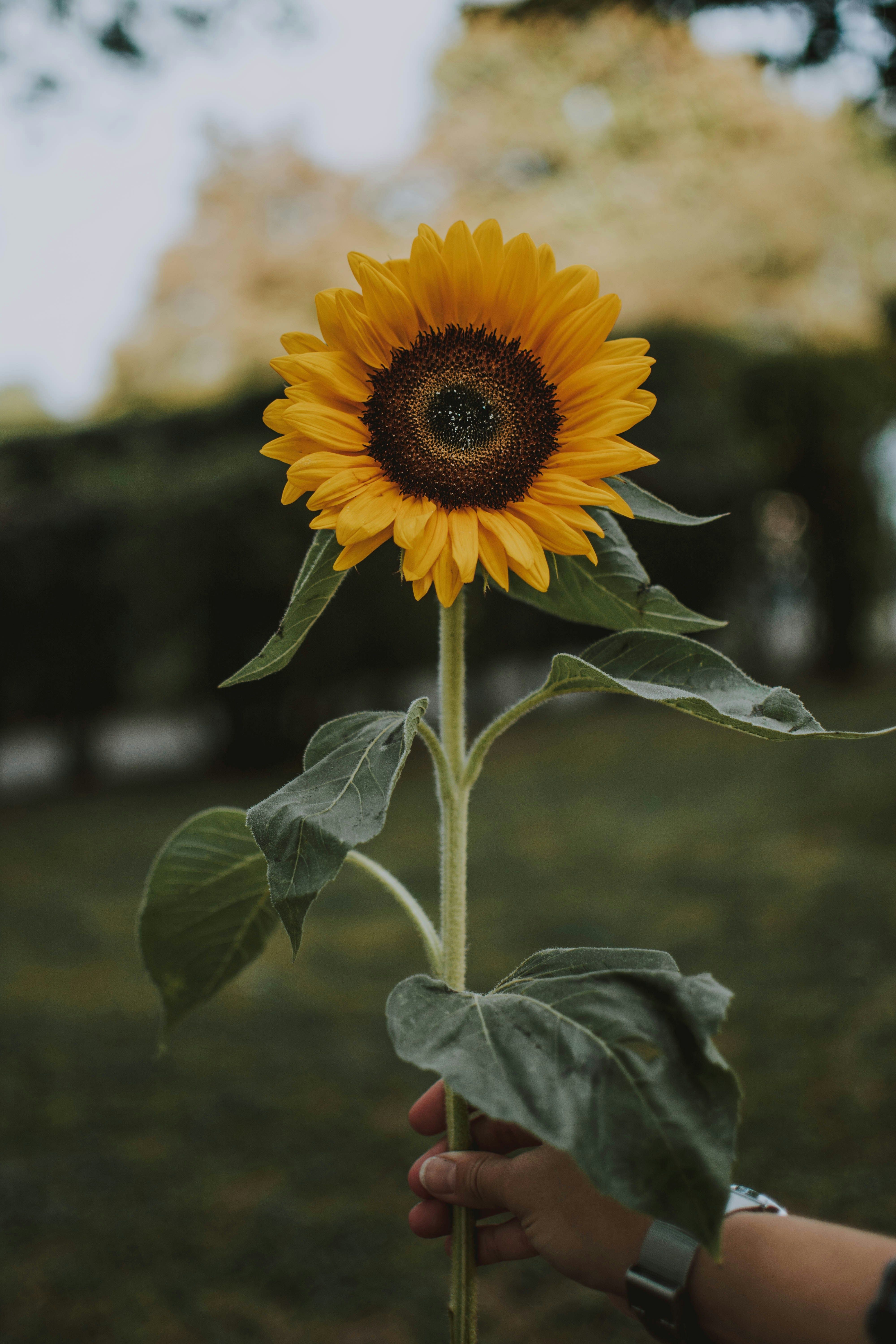 Sunflower